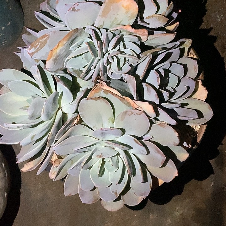 ღ*子白玉兰多肉植物8-12