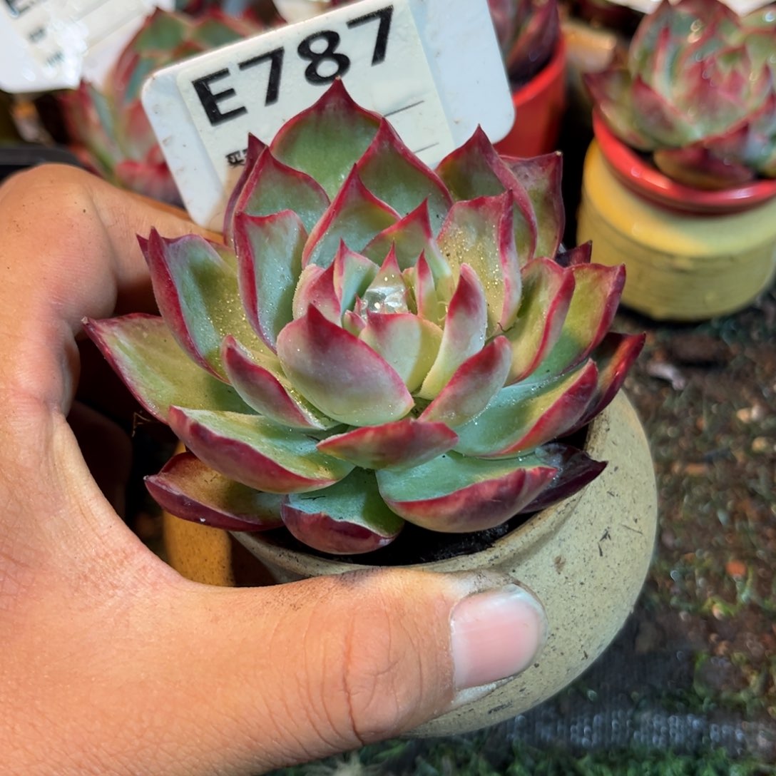 惊鸿一瞥787号多肉