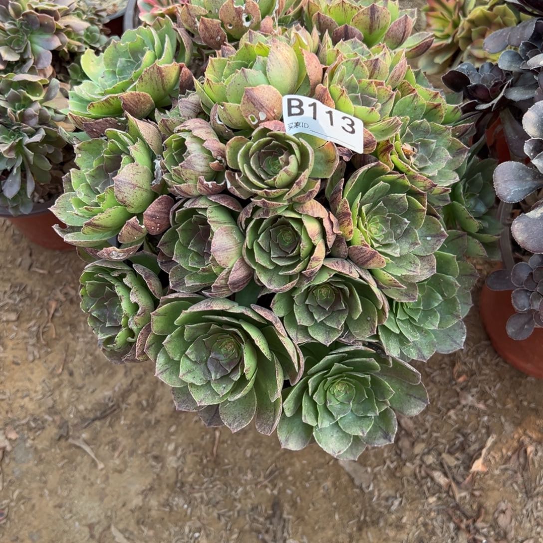 113万圣节法师多肉植物