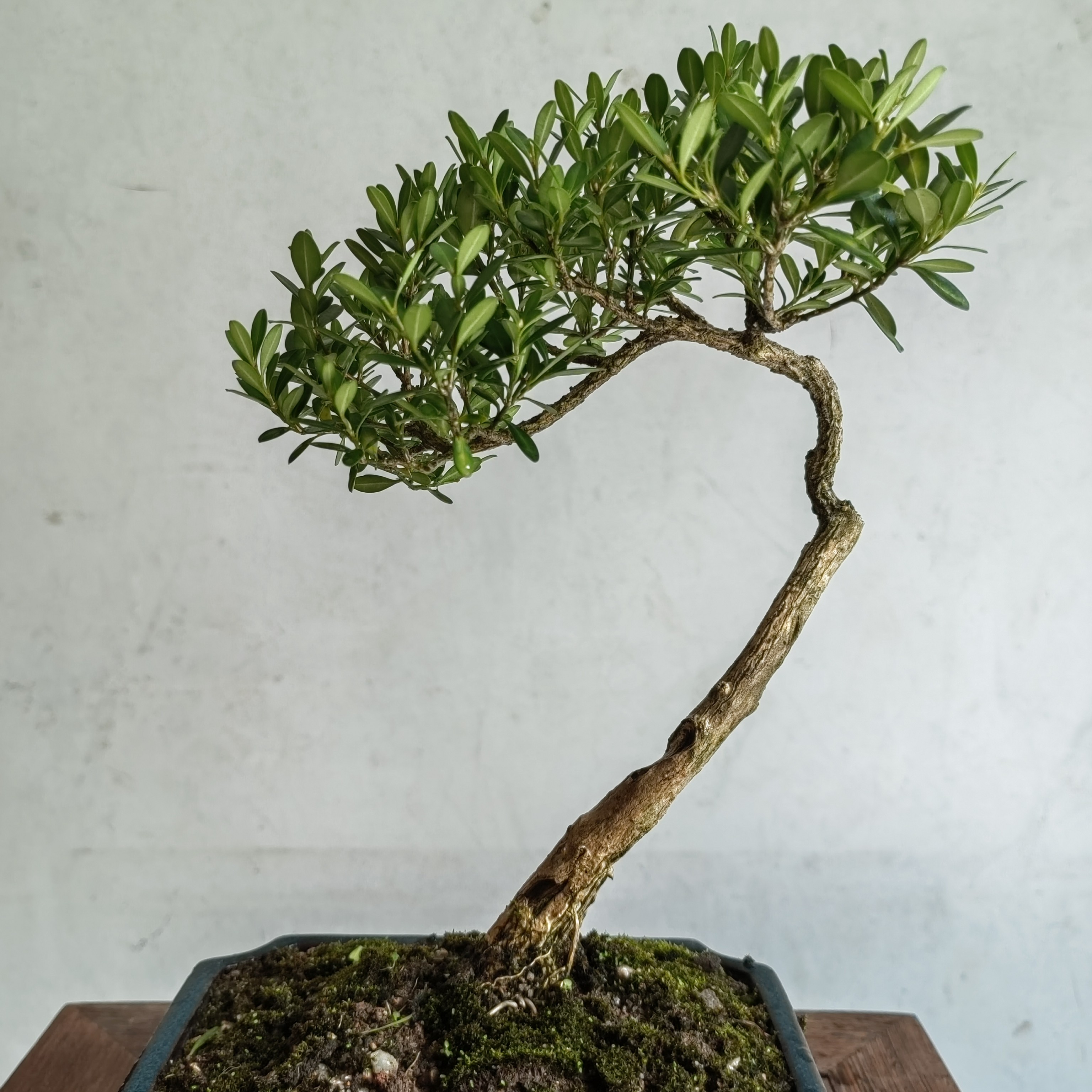 福建闽江小白皮米叶黄杨绿植室内