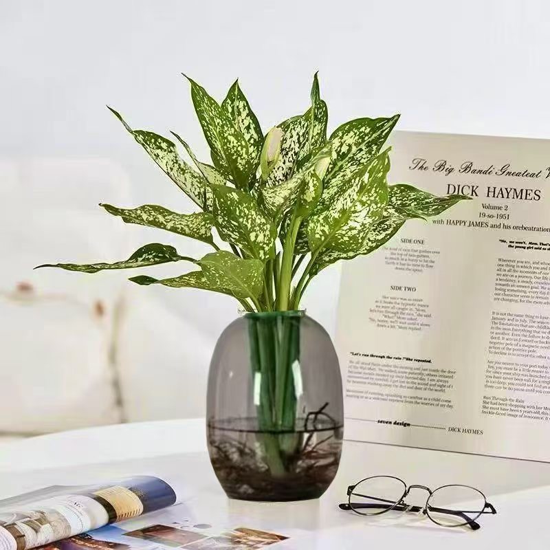 水培翡翠万年青大苗清新耐阴好养活办公室桌面绿植