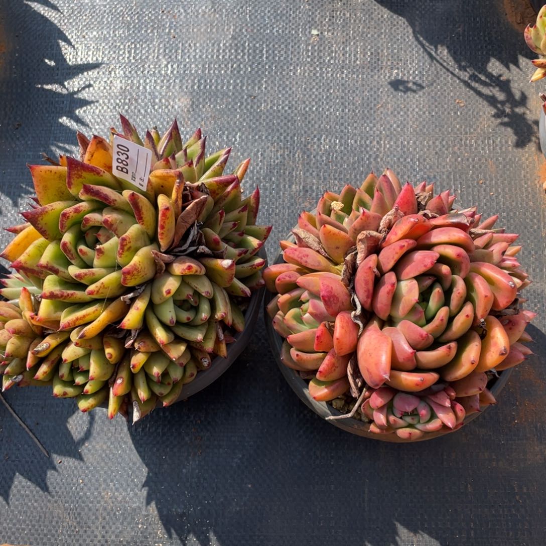 无花朵若如东云组拍B830