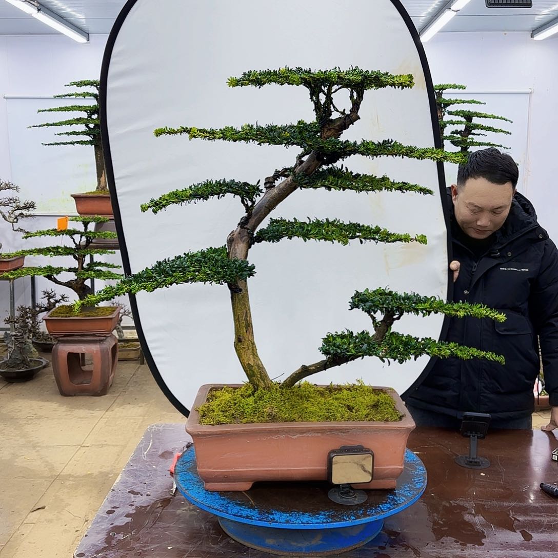 盆景欢迎大家一起来捡漏