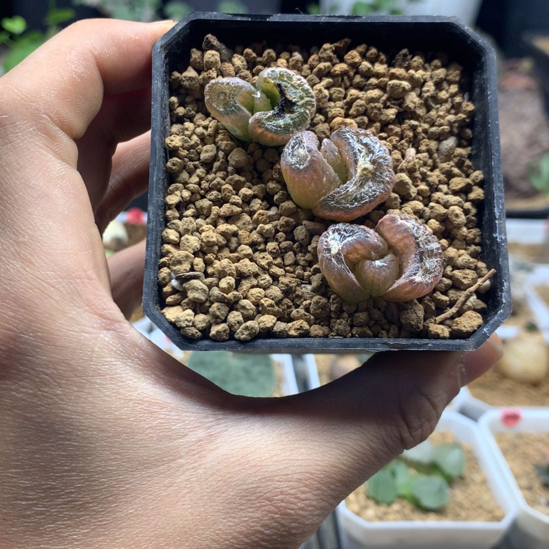 玉翡翠母本脱土3颗一组