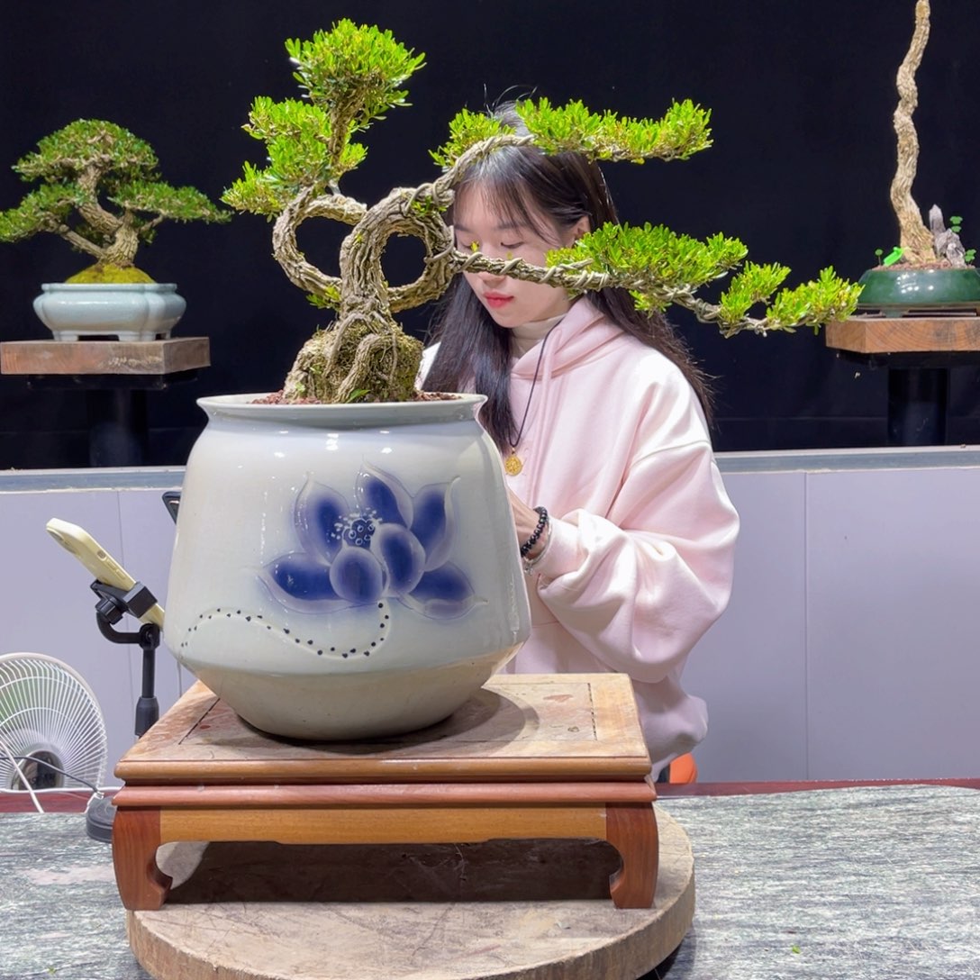 四季常青老桩黄杨盆景