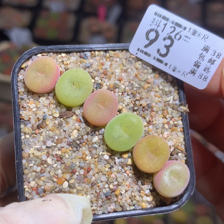 精品生石花126.93