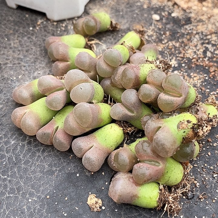 奇***林22505鲑鱼粉一组          