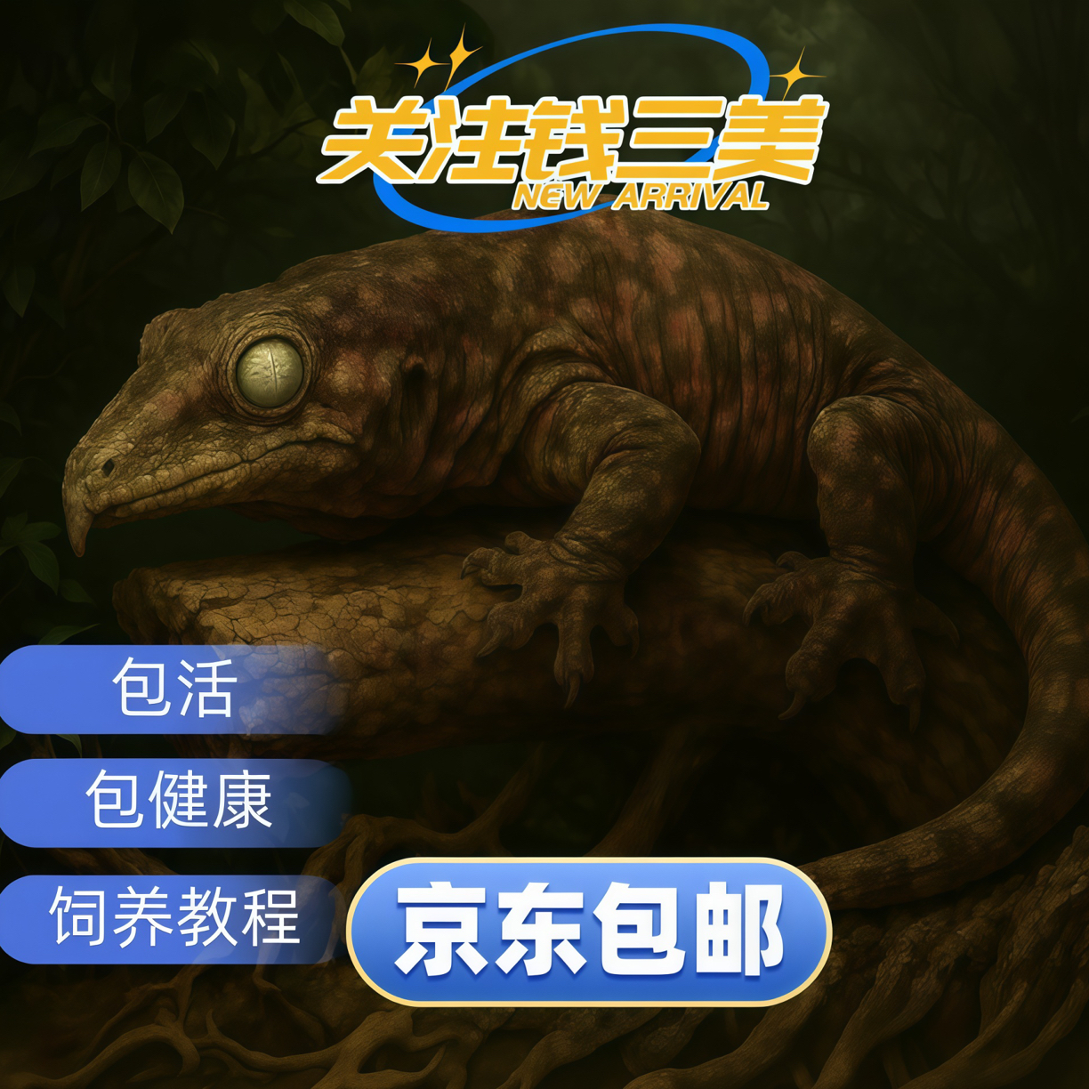 爬宠巨人守宫活体