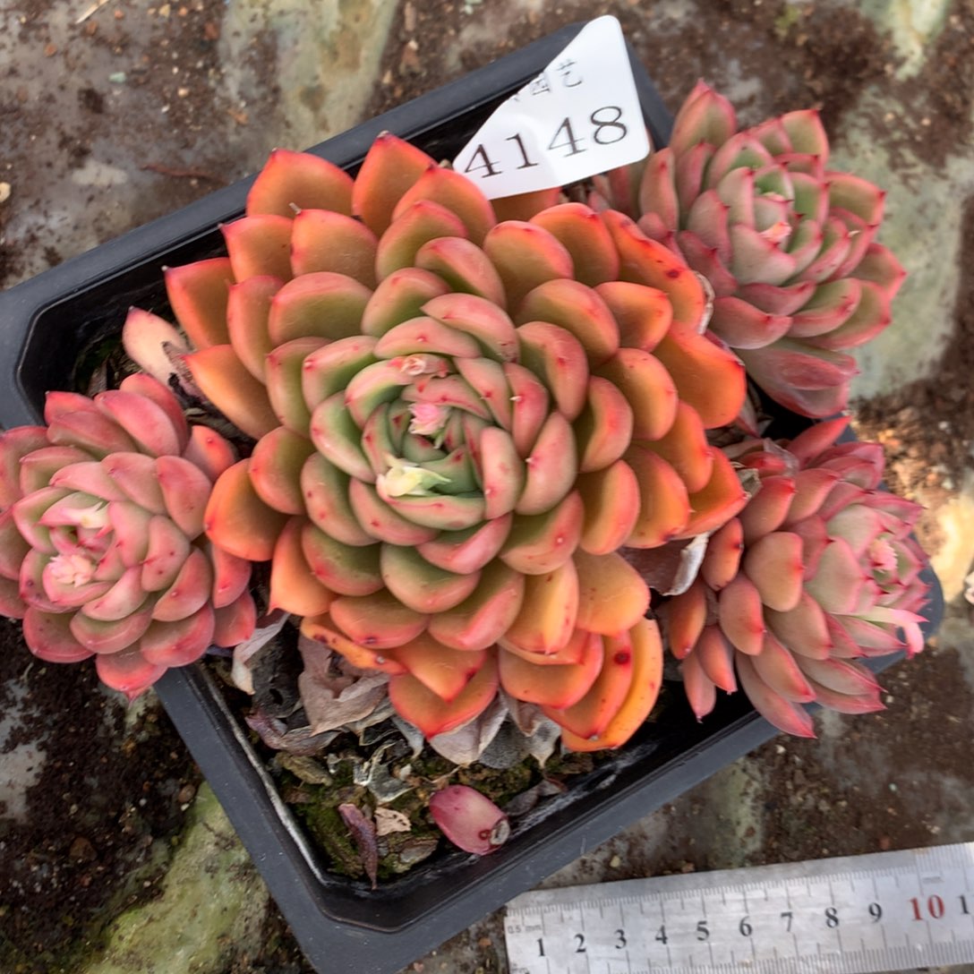 418杂交多肉植物