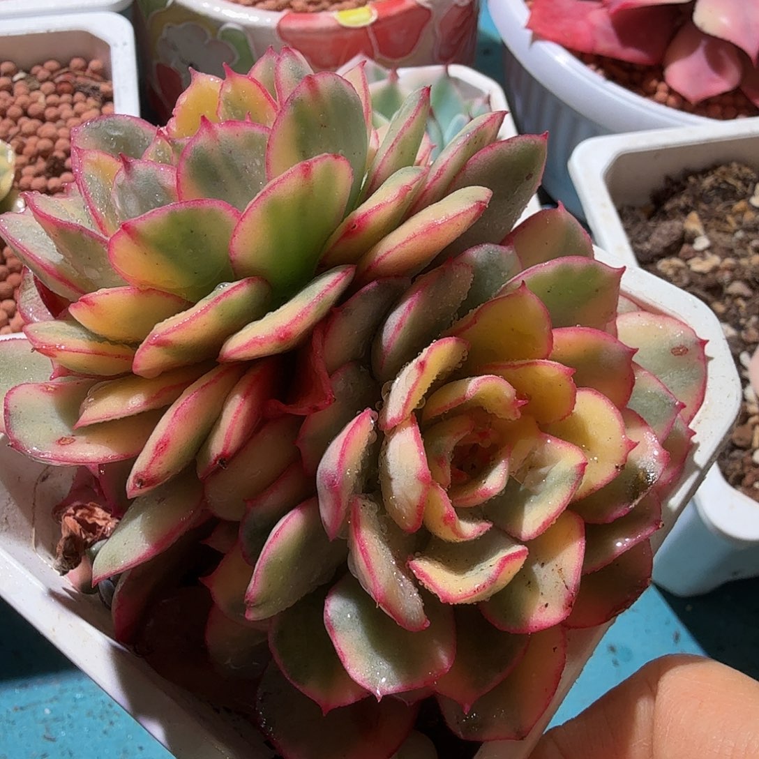 般若锦，多肉植物