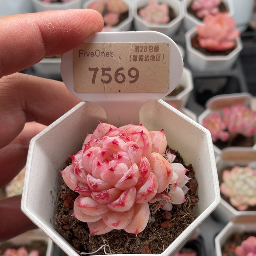 天鹅绒7569-5厘米
