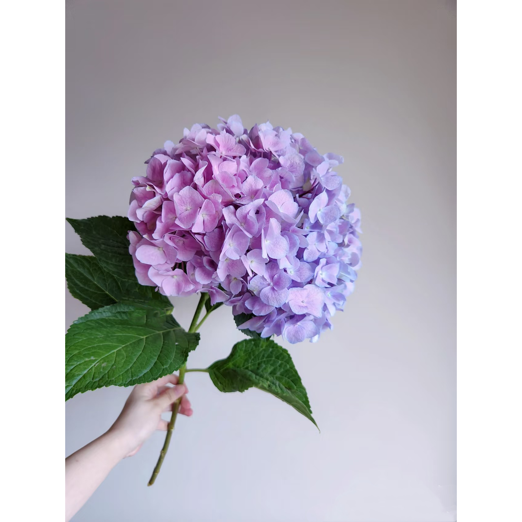 粉紫色小头绣球 批发花店摆地摊基地直发