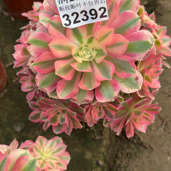 32392女巫多肉植物