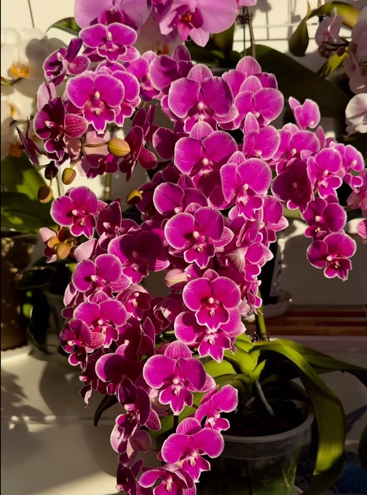 能开100多花苞 爆分支 爆花  1花剑 【红豆】蝴蝶兰花期6-7月带花苞