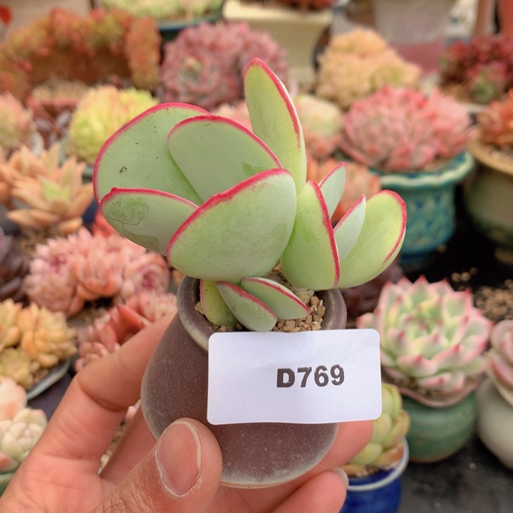 一物一拍满38包邮D769