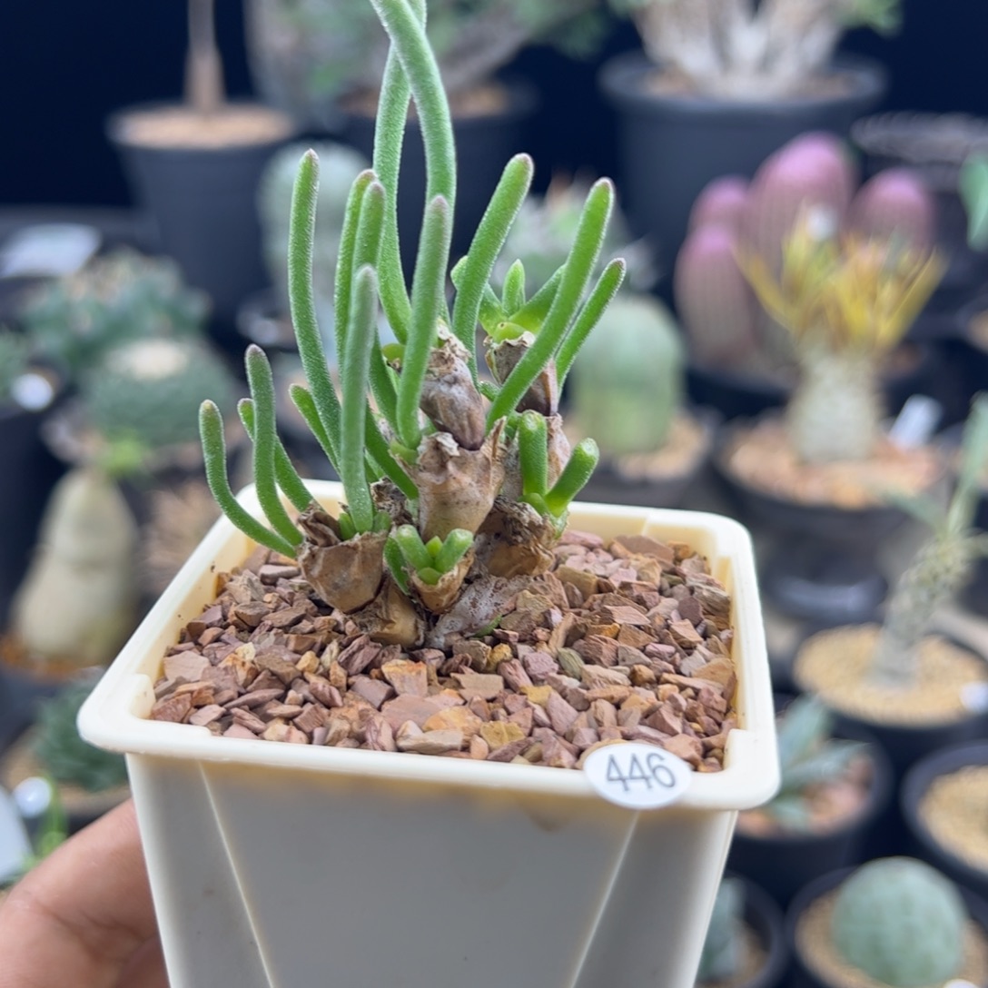 碧光环小兔子一物一拍