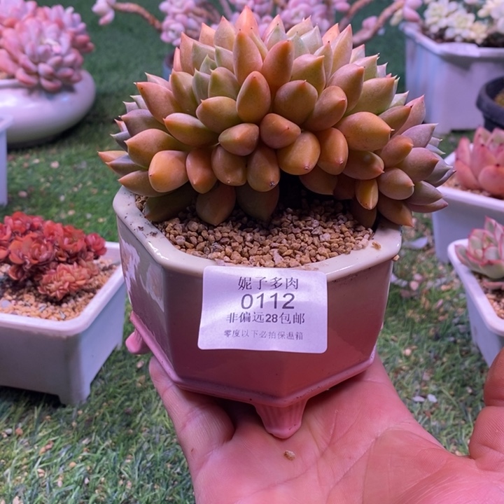 0112啊啊啊啊啊啊啊啊啊啊啊