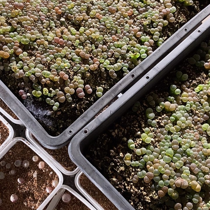 6322。  两筐编号混风铃。   