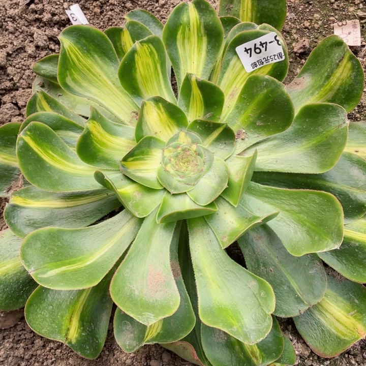 494暴君多肉12345678