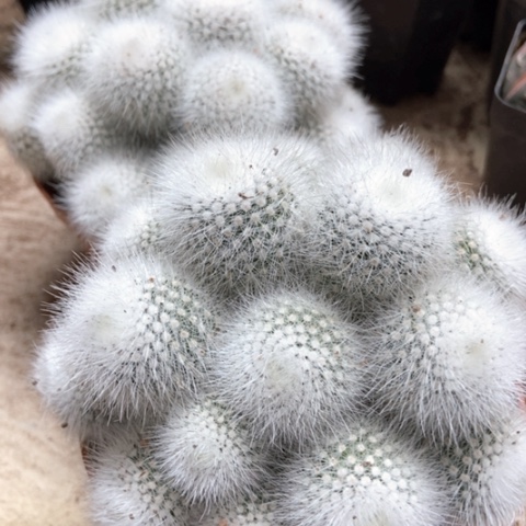 两盆白小丁仙人球25米仙人球