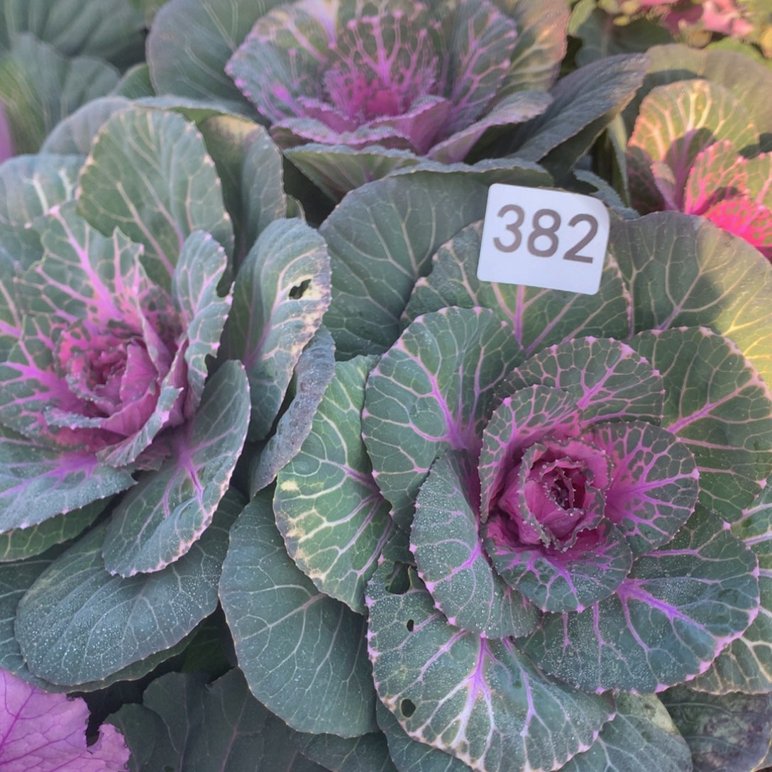 宁***)382甘蓝多多肉植物