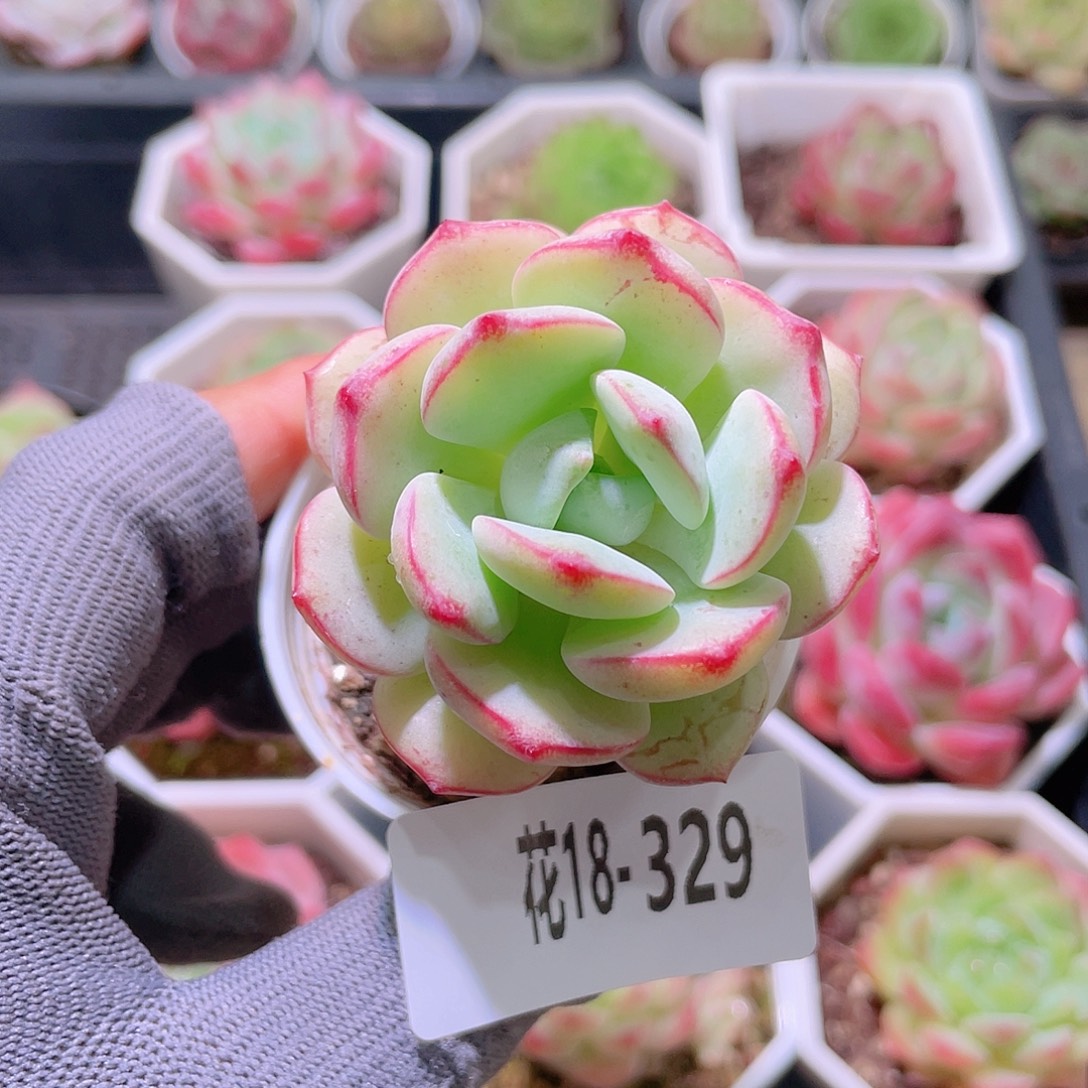 花利美18-329香草