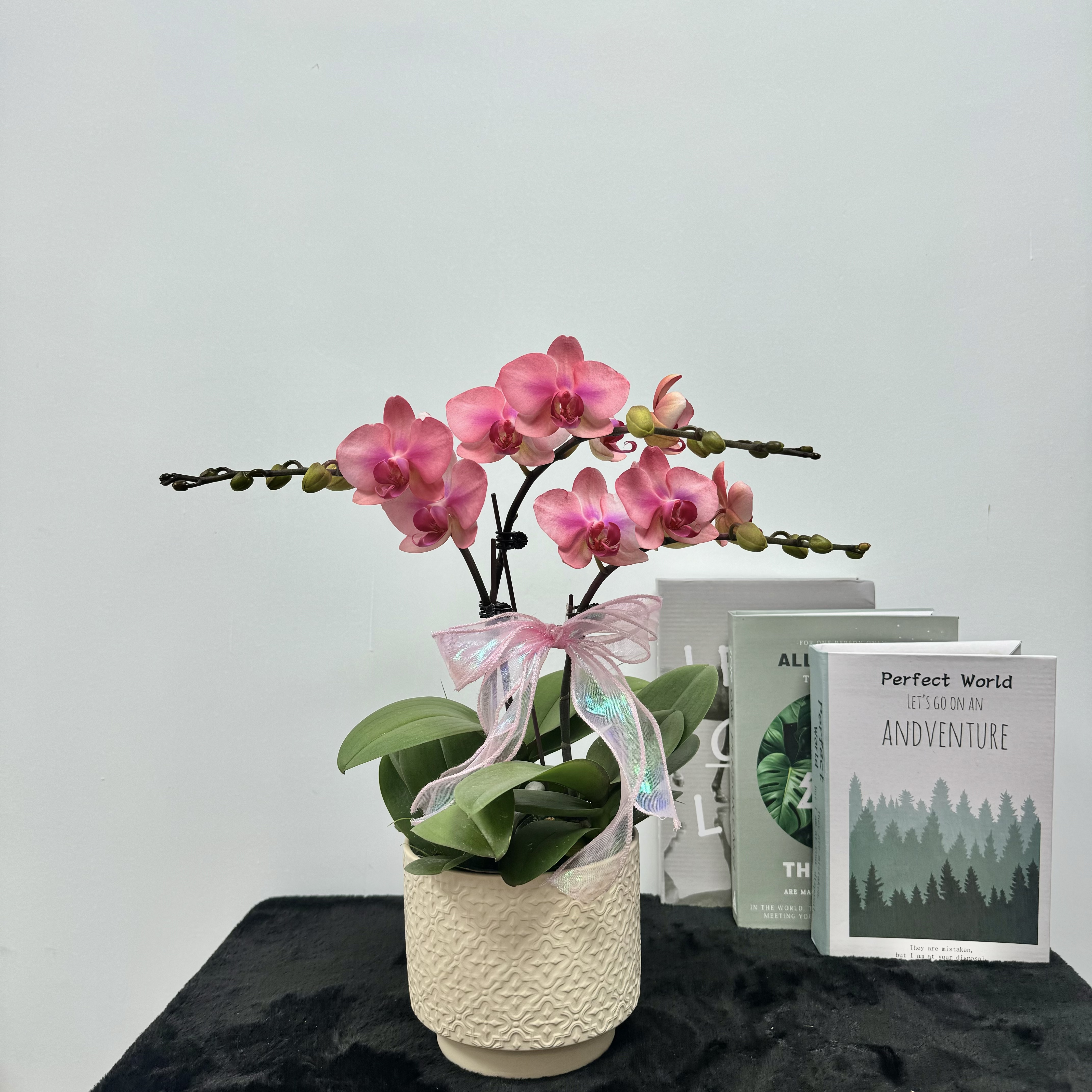 蝴蝶兰 【雪媚娘】紫色系花花 特殊工艺 植物上色 观赏花 蝴蝶兰 