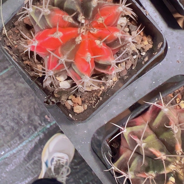 自然牡丹锦精品多肉植物