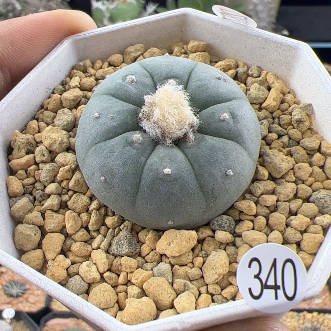 草球3.5一物一拍340