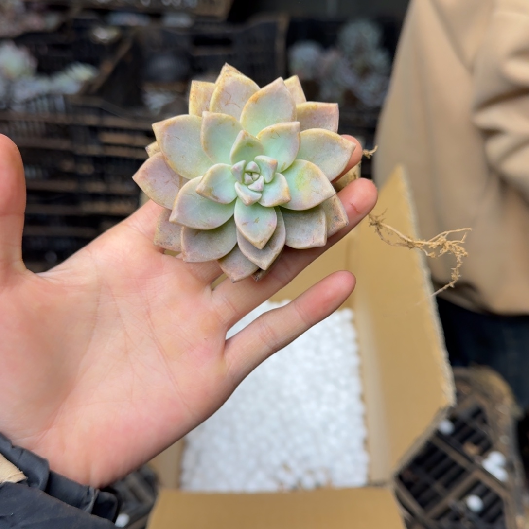 淡雪砍头 不包损10米