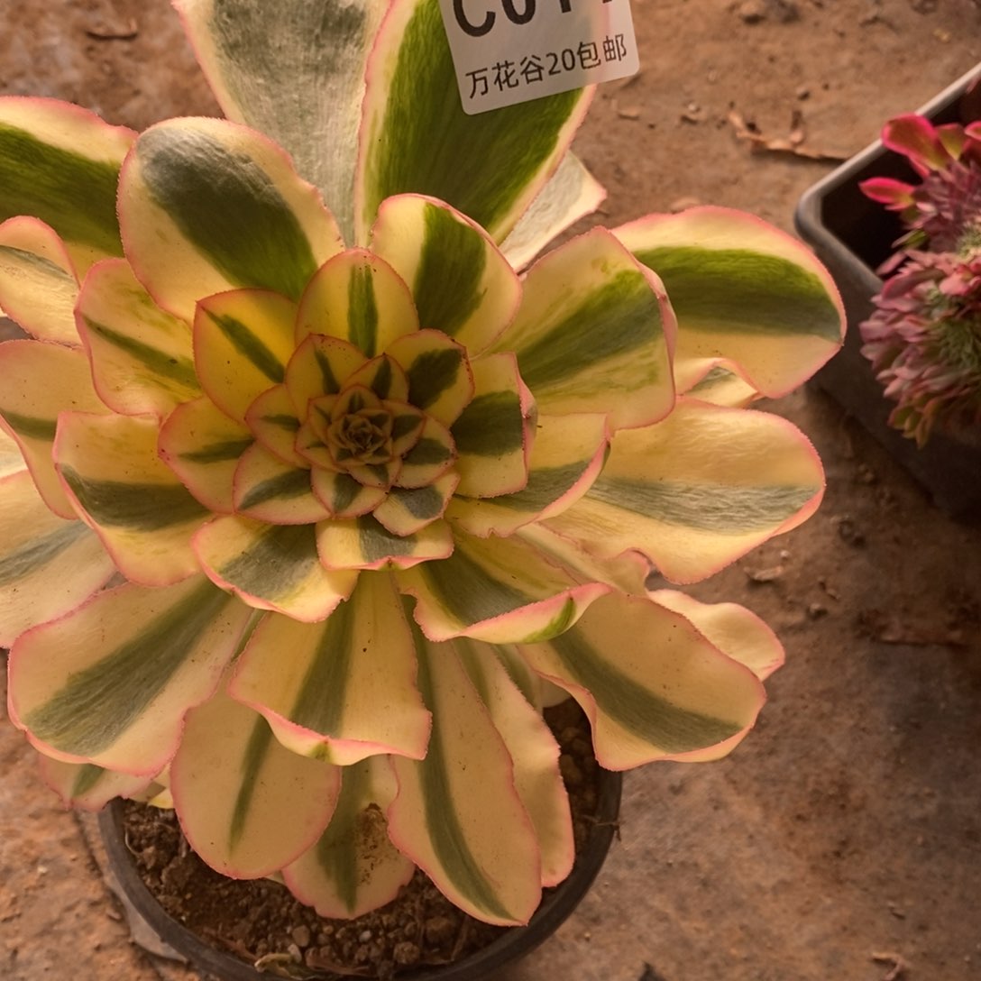 014燕姿锦多肉植物