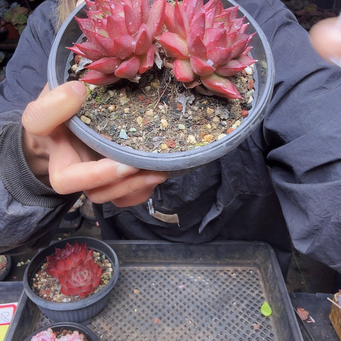 曹***胖025东云系一物一拍一物一拍