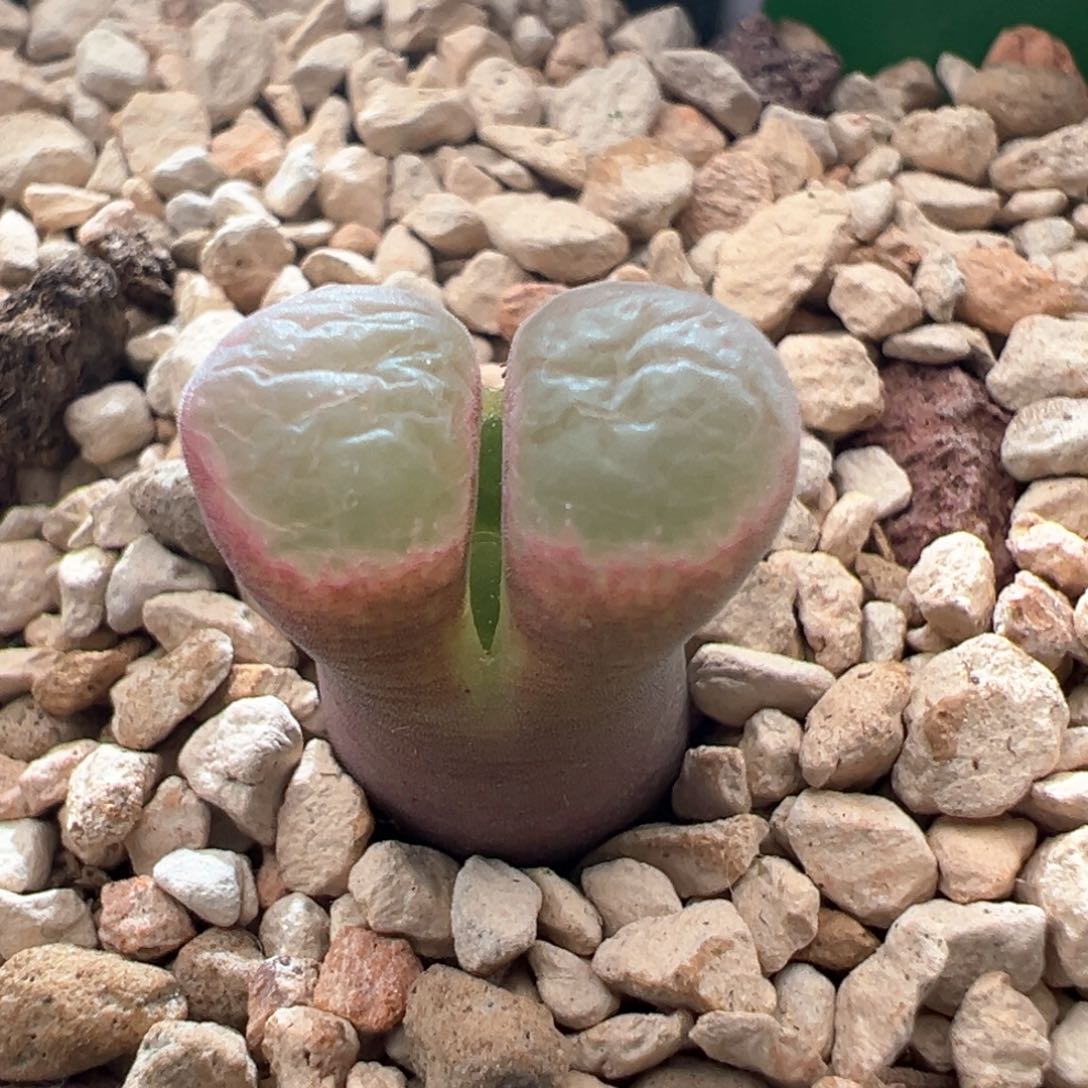 50优选1797.93斑马风铃