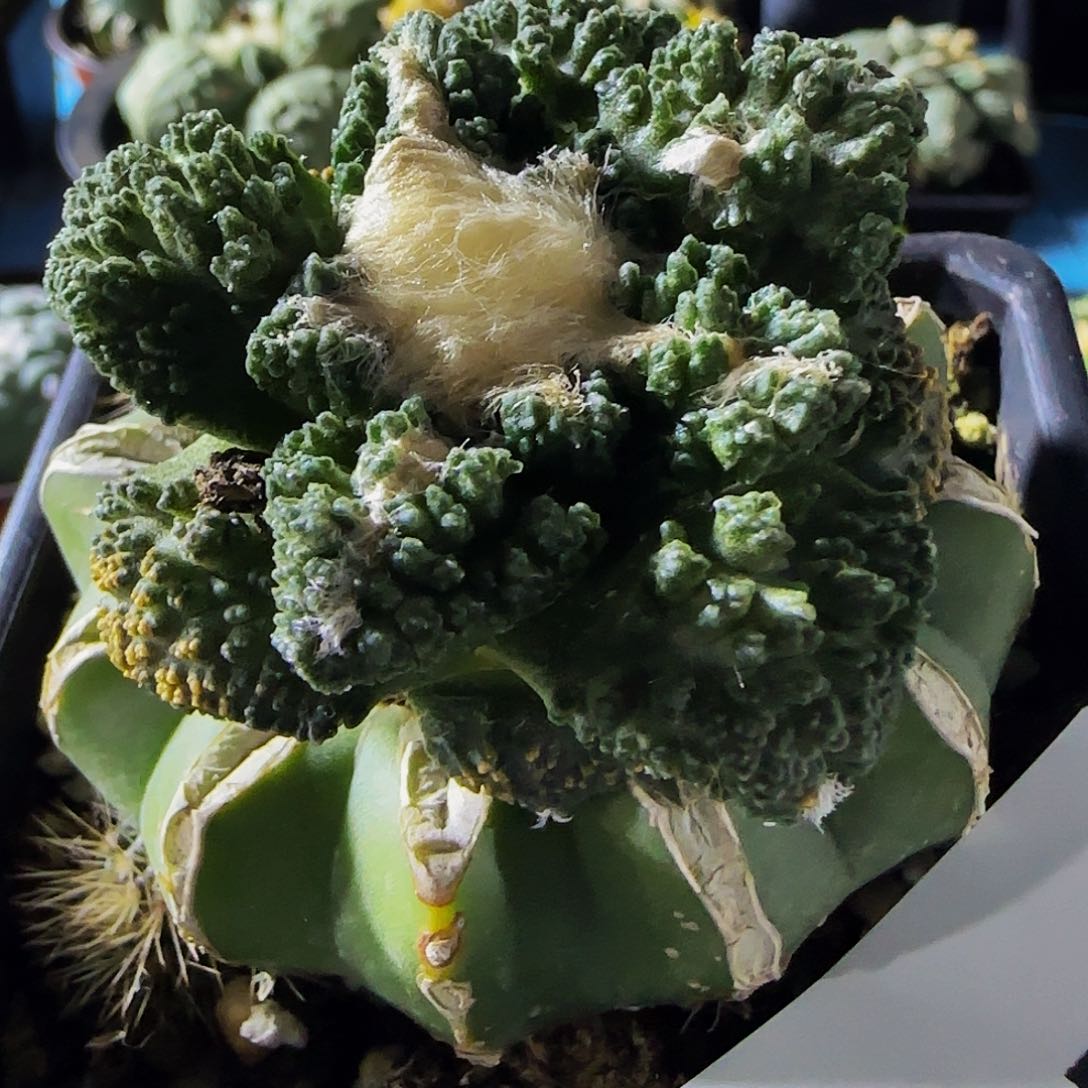 哥斯拉370仙人球开花