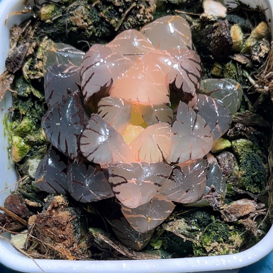 恭喜发财大吉大利527