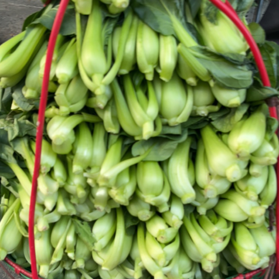 仙居新鲜现采青菜品质优良口感鲜美