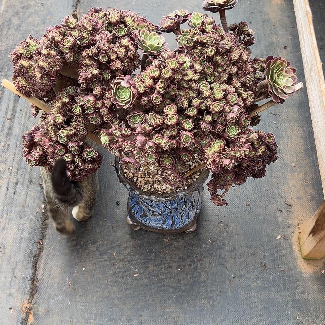 水墨画缀化老桩瑕疵