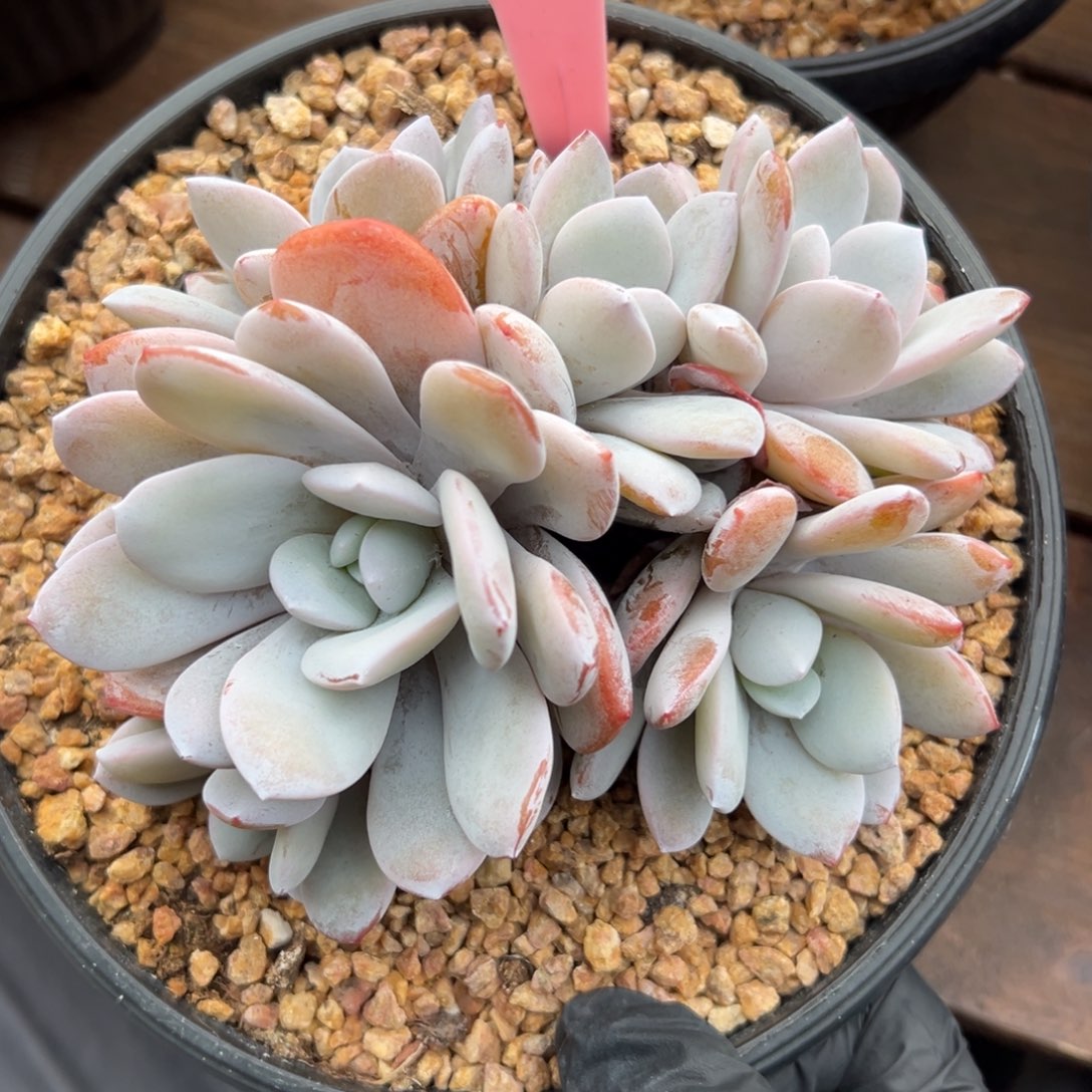 雪莲默认有砍111111111