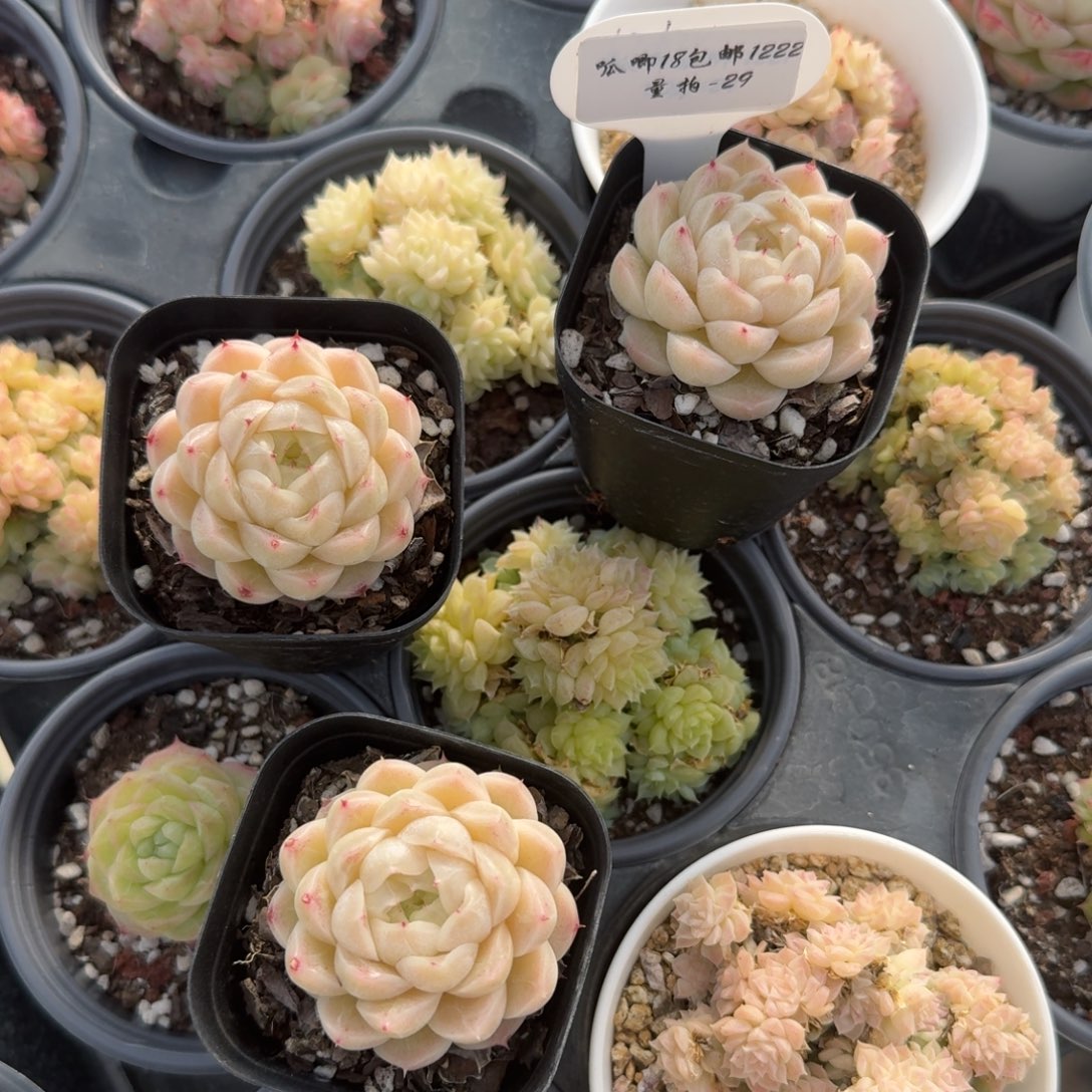 1222-029-麦秆大单头一颗量拍