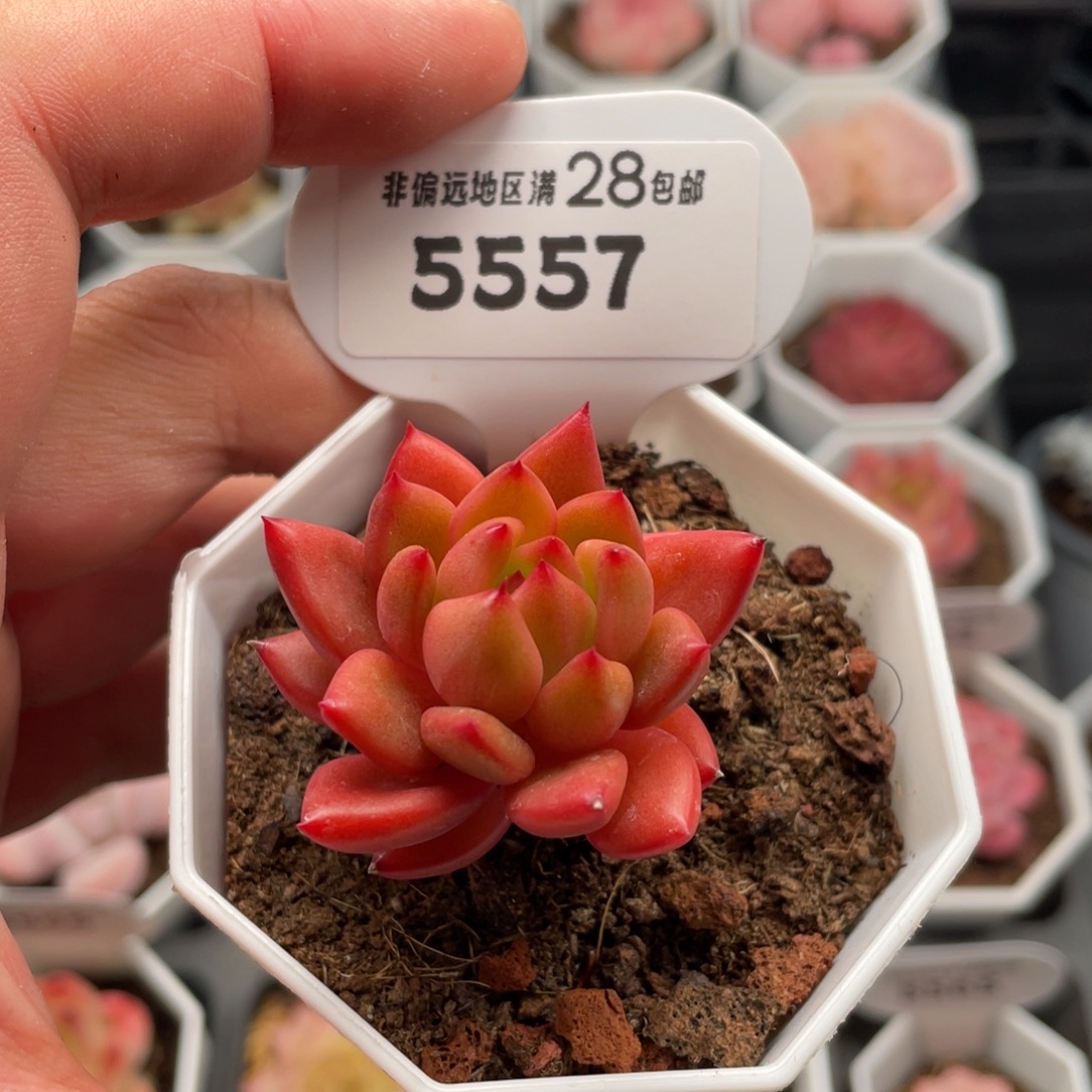 红酒5557-4.5厘米