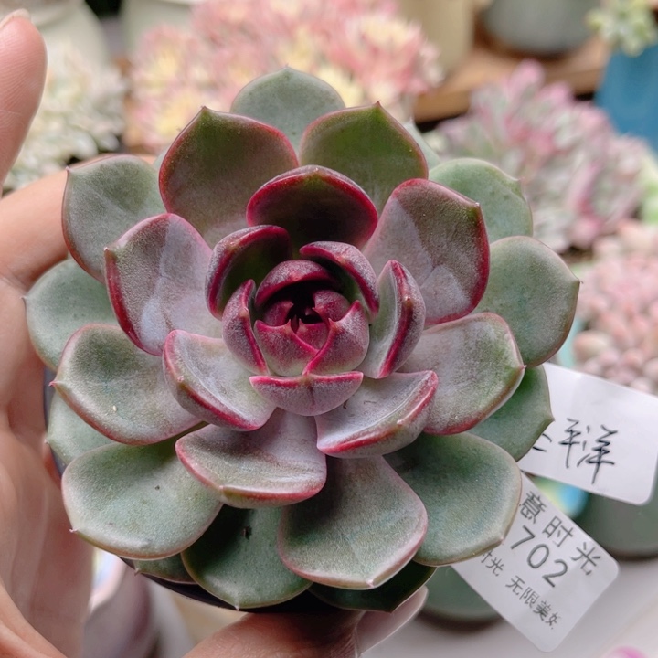 ****️702 黑橙 带陶瓷盆发货 满28包邮