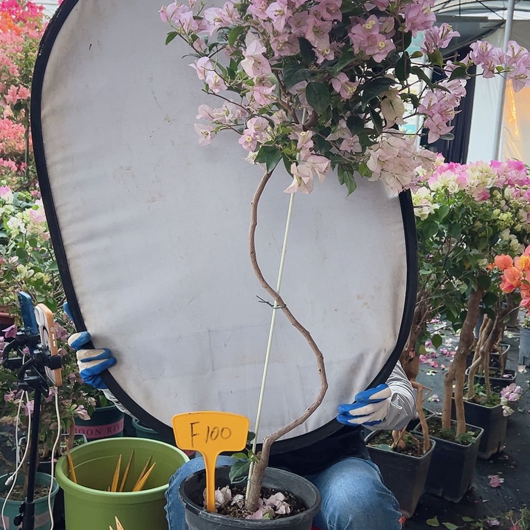 快***姐大部分花苞少量开放F100丽娜