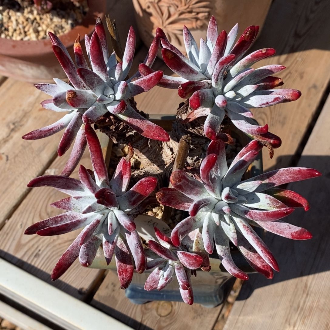 极品初霜原产地老桩