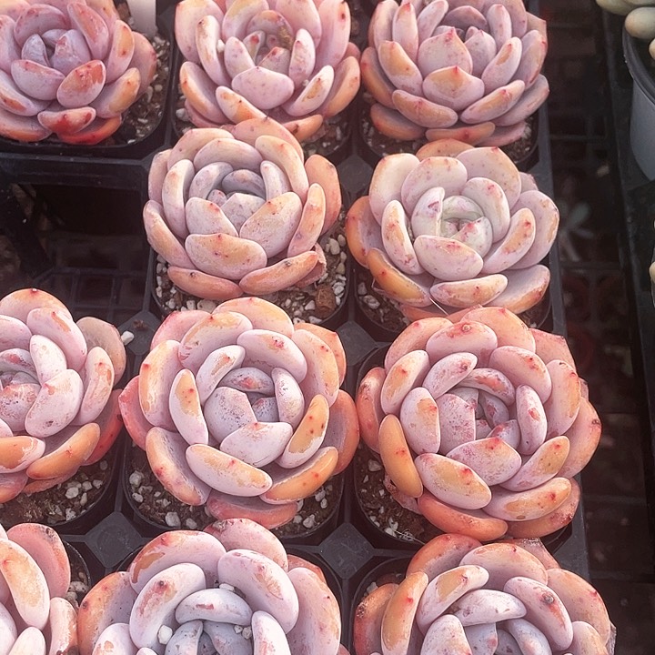 雪茶12.8一盆88888