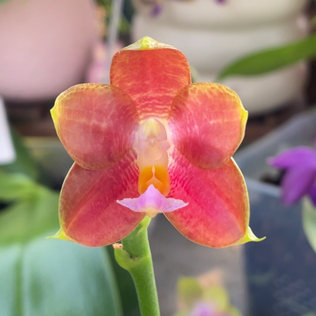 大部分开放少量花苞2.5雅风爱人交四季