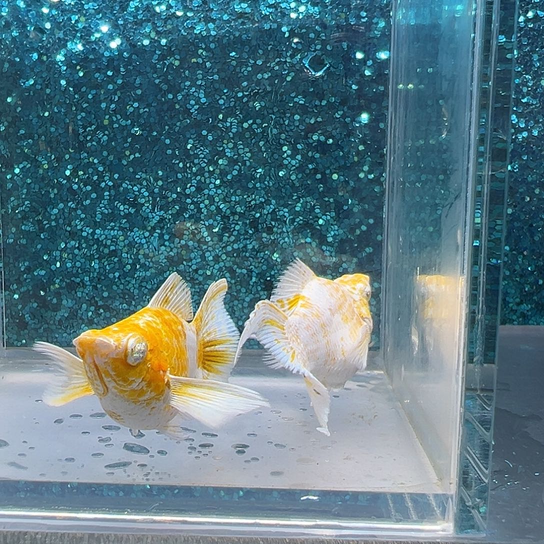 孔雀鱼樱花玛丽一对