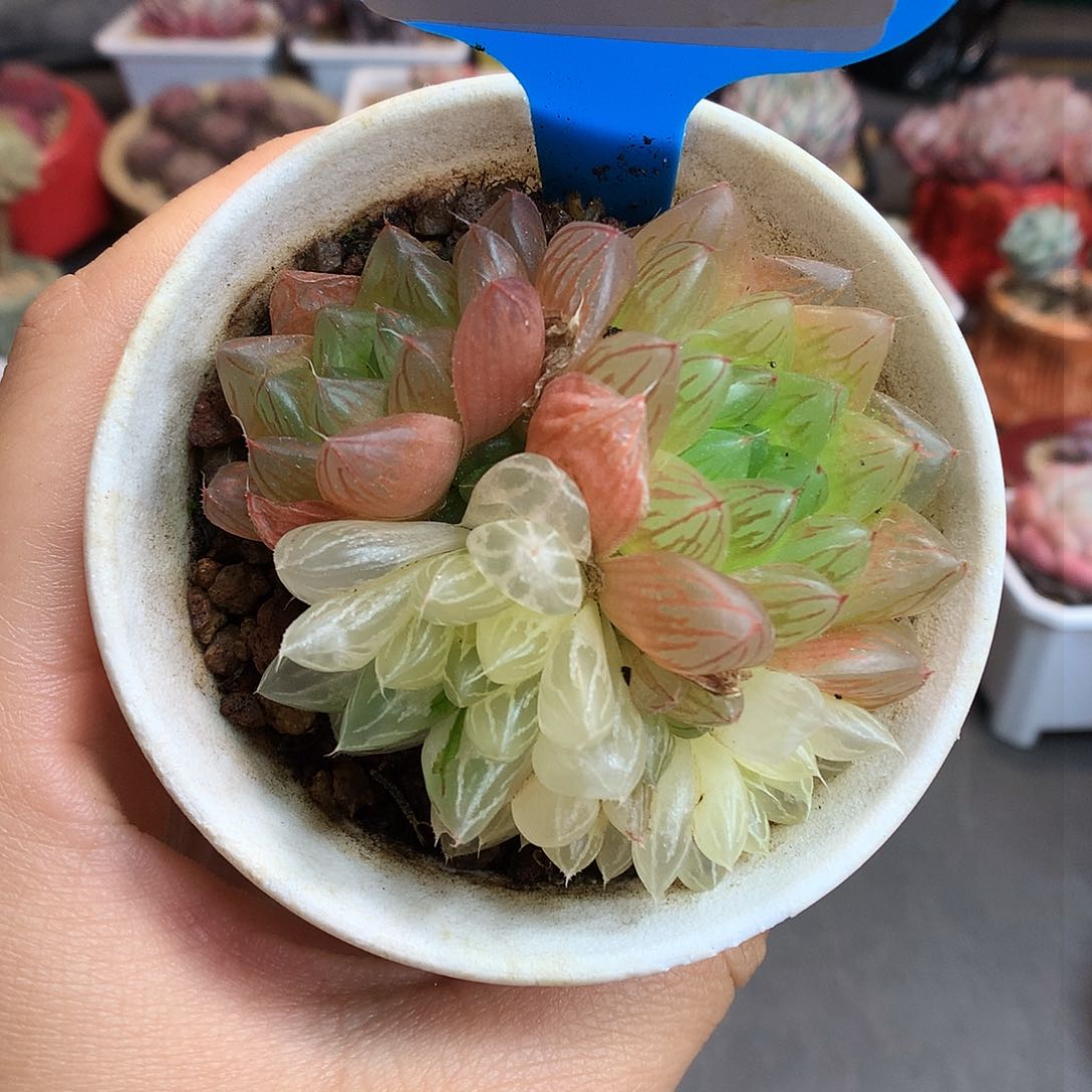 85多头异色玉露多肉植物