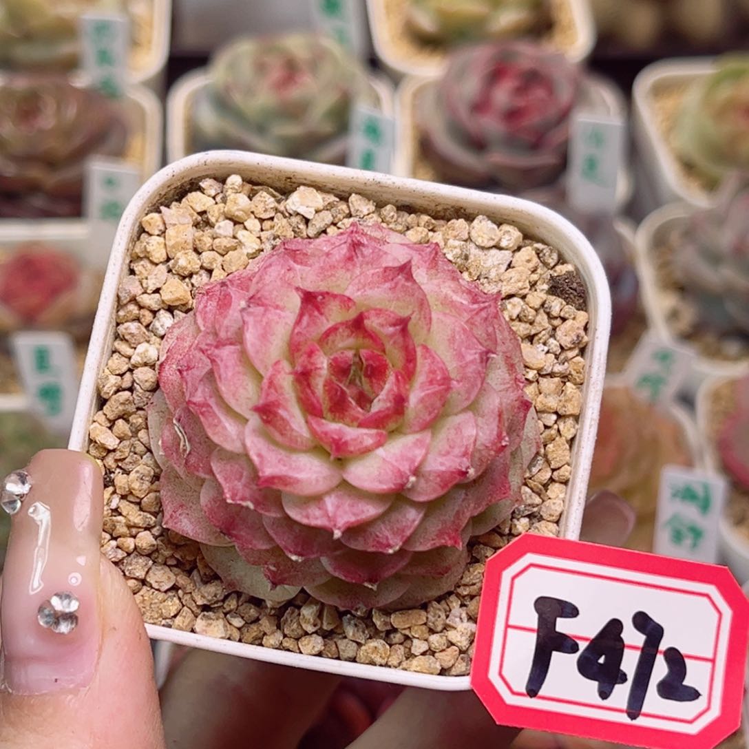 F472玫瑰塔一物一拍