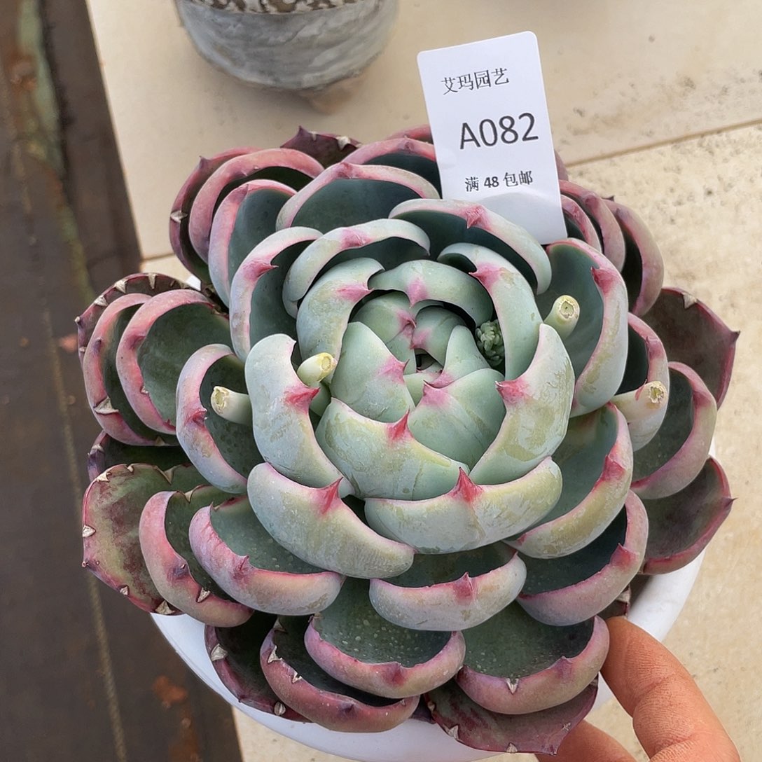 早****.惊鸿082 多肉多肉多肉