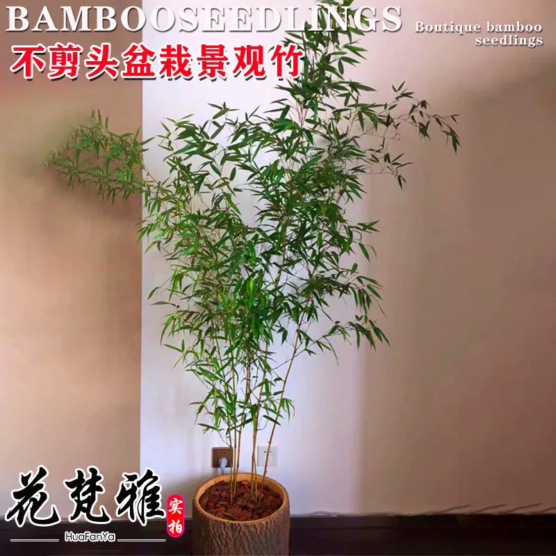 不修剪竹子景观竹子苗观赏竹盆景竹阳台盆栽植物不去头金竹紫竹苗